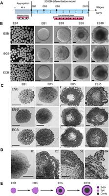 Archetypal Architecture Construction, Patterning, and Scaling Invariance in a 3D Embryoid Body Differentiation Model